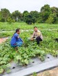 Polres Dumai Dukung Ketahanan Pangan Nasional, Bhabinkamtibmas Bukit Timah Tinjau Kebun Semangka