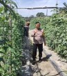 Bhabinkamtibmas Bersama Petani  Melakukan Pengecekan Pekarangan Pangan Bergizi Dalam Rangka Mendukung Program Ketahanan Pangan Nasional.
