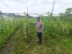 Bhabinkamtibmas Bersama Petani Melakukan Pengecekan Pekarangan  Pangan Bergizi.