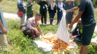 Polsek Sungai Sembilan Laksanakan Panen  Jagung  Pipil di Lahan Poktan mekar Sekuntum .
