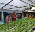 Personel Polsek KSKP Bersama Anggota Kelompok Tani Tuah Brata Pangan Melakukan Pemantauan Terhadap Pertumbuhan Tanaman Jagung