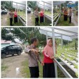 Bhabinkantinmas Bukit Kapur  Aipda Butarbutar Bersama Petani Memampatkan Lahan 1 x 3 M Untuk di Tanami Sayur Selada .