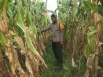 Bhabinkamtibmas Aipda Nurhadi Kelurahan Bintan  Memantau Penanaman Jagung Pipil   di Jalan Bintan  RT 08.