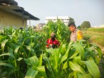 Aipda Nurhadi Melaksanakan Kegiatan Pengecekan Tanaman Jagung Kecamatan Dumai Kota.