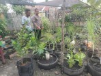 Bhabinkamtibmas Kelurahan Dumai Kota , Bripka F.S .Tambunan Melaksanakan  Pengecekan Tanaman Kale