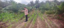 Bhabinkamtibmas Kelurahan Bukit Kapur Aiptu Subandi Bersama Kanit Patroli Aiptu F.H Sihombing     Melakukan Pengecekan Pekarangan Pangan Bergizi Berupa Tanaman Jagung