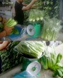 Hasilkan Pangan Berkelanjutan, Rutan Dumai Kembali Panen Sayur Pakcoy