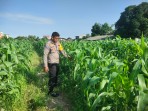 Bhabinkamtibmas Aipda Nurhadi Melaksanakan Kegiatan Pengecekan Ketahanan Pangan Dengan Memantau Penanaman Jagung Pipil
