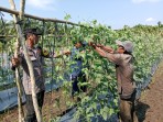 Polsek  Sungai  Sembilan Melakukan Pengecekan Pekarangan Pangan Bergizi Bersama Petani.