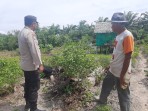 Bhabinkamtibmas Bripka  Wendhy k Watibessy Bersama  Petani lakukan Pengecekan Pekarangan Pangan  Bergizi