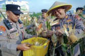 Panen Raya Jagung Pipil Kuartal III Polsek Kawasan Pelabuhan Dukung Swasembada Pangan Tahun 2026