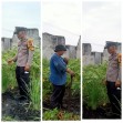 Bhabinkantinmas Aipda Butar Butar Bersama Petani Melakukan  Pengecekan Pengarangan Pangan Bergizi  Tanaman Rimbang