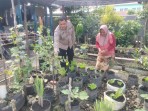 Bhabinkamtibmas Kelurahan Dumai Kota Bripka F.S.Tambunan Cek Program Ketahanan Pangan Bergizi Selada .