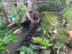 Bripka F.S .Tambunan Melaksanakan Kegiatan Pengecekan Tanaman Kale Kecamatan Dumai Kota