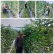 Bhabinkantipmas  Aiptu Asyari  Turun Bersama  Petani Melakukan  Pengecekan Pekarangan Pangan Bergizi Berupa Tanaman Kacang Panjang
