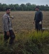 Bhabinkamtipmas Sungai Sembilan Bersama Poktan Bina Tani Mandiri Lakukan Kesiapan Lahan Penanaman Jagung Pipil.