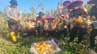 Panen Raya Jagung Pipil Kuartal I 2026, Polsek Dumai Barat Dukung Program Nasional Ketahanan Pangan