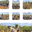 Kapolsek Sungai Sembilan Yang di Wakili  Aipda Dedi Tiawarman Melaksanakan Panen Jagung Pipil Dalam Rangka Mendukung Program Nasional.