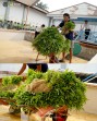 Perkuat Ketahanan Pangan, Rutan Dumai Kembali Panen Sayur Kangkung.