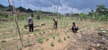 Bhabinkantipmas  Aipda  S Malau Bersama  Aipda  J. Tindaon  Turun Petani Bersama Melakukan  Pengecekan Pekarangan Pangan Bergizi.