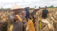 Panen Raya Jagung Pipil di Dumai Hasilkan ±4.500 kg, Dukungan Kapolres Bagi Ketahanan Pangan Nasional