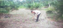Mendukung Program Ketahanan Pangan Nasional Bhabinkamtibmas Bersama  Petani  Melakukan Pengecekan Perkembangan Persiapan Tanaman  Jagung Pipil
