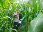 Bhabinkamtibmas Bersama Petani Melakukan Pengecekan  Perkembangan  Tanaman Jagung Pipil Dalam  Rangka  Mendukung  Program Ketahanan Pangan  Nasional.