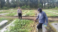 Bhabinkantipmas Bersama Petani Melakukan  Pengecekan Pekarangan Pangan Bergizi Dalam Rangka Mendukung  Program Ketahanan Pangan Nasional.