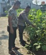 Polsek Sungai Sembilan Bersama Petani  Laksanakan Pengecekan Perkarangan Pangan Bergizi.