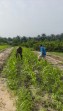 Bhabinkamtibmas Bukit Kapur Beserta  Petani Lakukan Pengecekan Perkembangan  Ketahanan Pangan.