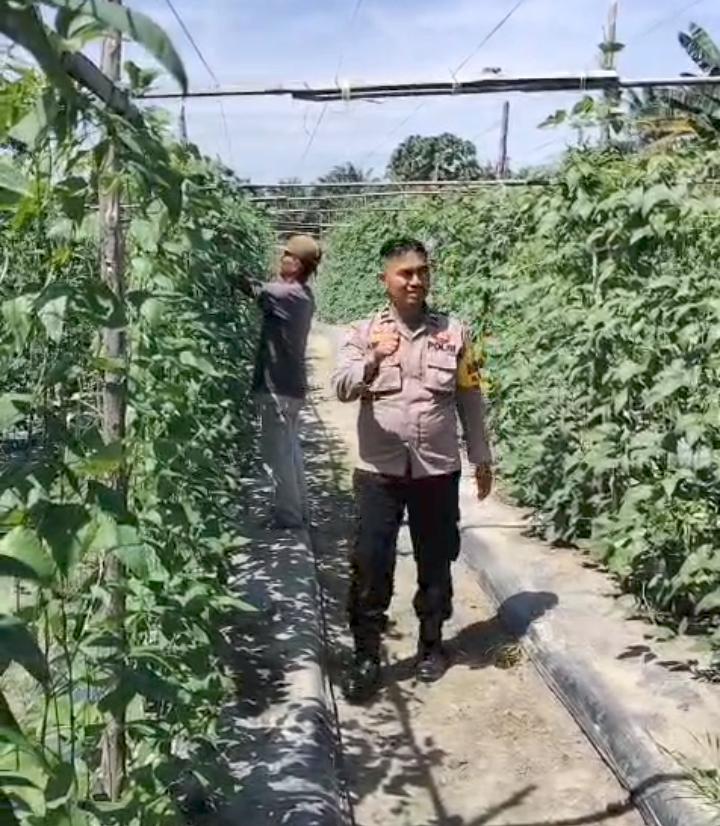 Bhabinkamtibmas Bersama Petani  Melakukan Pengecekan Pekarangan Pangan Bergizi Dalam Rangka Mendukung Program Ketahanan Pangan Nasional.