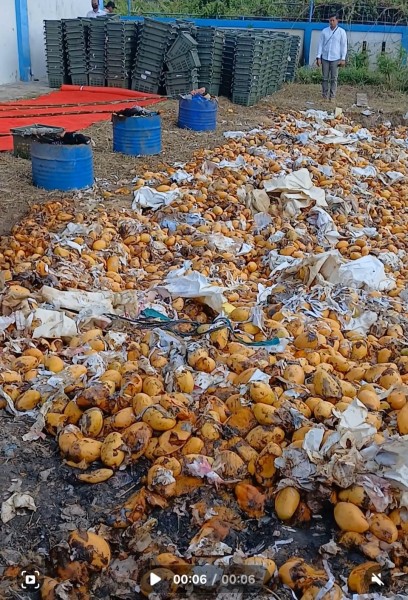 KPPBC Melaksanakan Pemusnahan Barang Illegal Dihalaman Belakang KPPBC Tipe Madya Pabean B Dumai