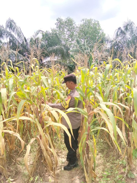 Bhabinkamtibmas Aipda Dedi Tiawarman   Melaksanakan Kegiatan Pengecekan Ketahanan Pangan