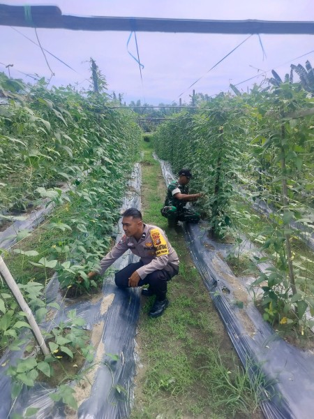 Bhabinkamtibmas AIPDA ARDIAN KURNIAWAN, S.T   Melakukan Pengecekan Pekarangan Pangan Bergizi Berupa Kacang Panjang