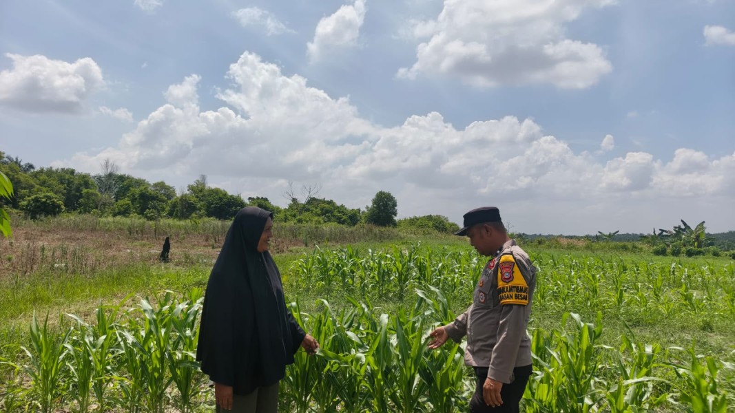 Bhabinkamtibmas Polsek  Bukit  Kapur  Bersama  Petani Lakukan Pengecekan Lahan  Ketahanan Pangan Jagung Pipil .