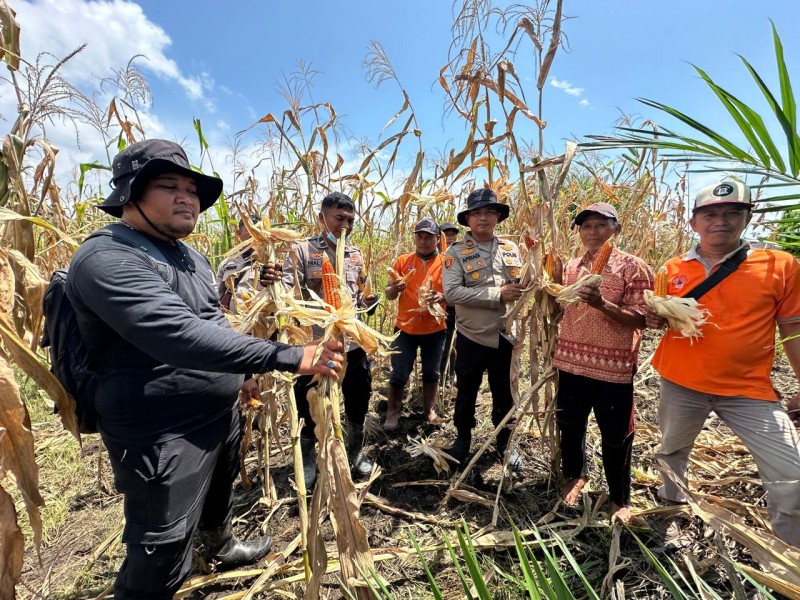 Dukung Program Nasional Ketahanan Pangan Kuartal II Tahun 2026 Polsek Sungai Sembilan Panen Jagung Pipil