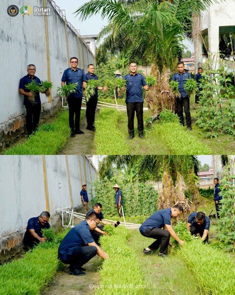 Sulap Lahan Kosong Jadi Area Ketahanan Pangan, Rutan Dumai Panen Kangkung.