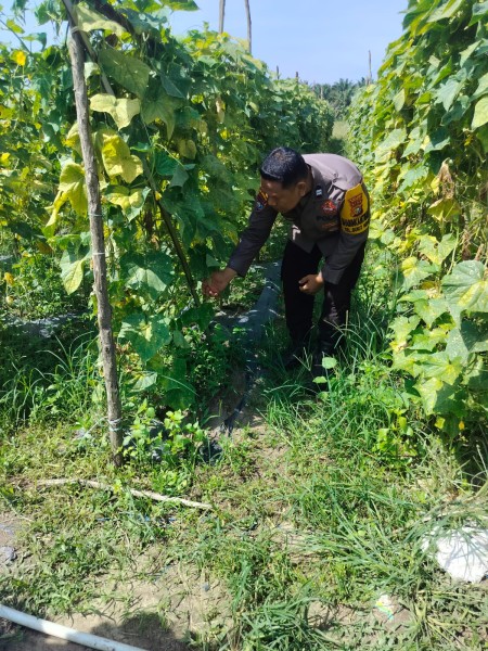 Bhabinkantimas AIPTU ASYARI Melaksanakan Giat Pengecekan Tanaman pare  Dalam Rangka  Dalam Rangka Mendukung Program Nasional.