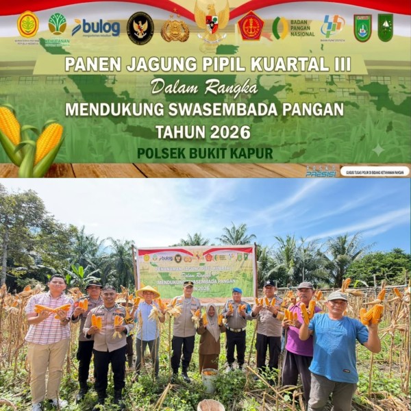 Polsek Bukit Kapur Laksanakan Panen Raya Kuartal lll Jagung Pipil