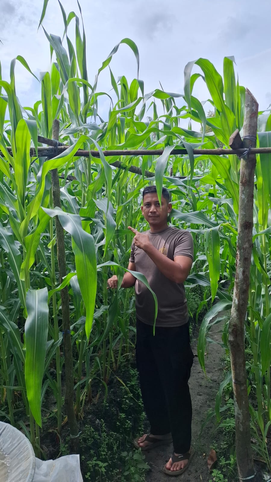 Kapolsek Bukit  Kapur  Iptu Zulfahli,S.H.,M.H  Turun Ke lahan Perkebunan Untuk  Melakukan Pengecekan Tanaman  Jagung