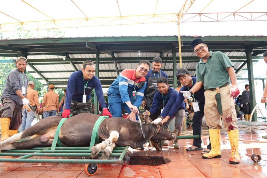 Tebar Manfaat di Hari Raya Idul Adha 1447, Pertamina Patra Niaga Kilang Dumai Salurkan 100 Hewan Kurban untuk Masyarakat dan Dukung Peternak Lokal