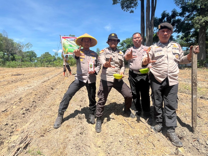 Kapolsek Bukit Kapur IPTU ZULFAHLI, S.H., M.H Bersama  Personil  Polsek  Bukit  Kapur Melakukan Penanaman Jagung di Lahan Samping MAKO Polsek  Bukit  Kapur.