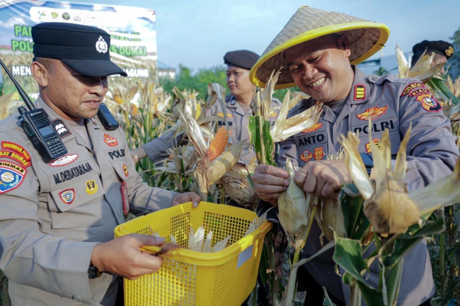 Panen Raya Jagung Pipil Kuartal III Polsek Kawasan Pelabuhan Dukung Swasembada Pangan Tahun 2026