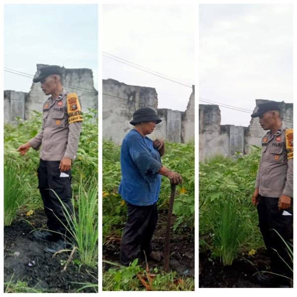 Bhabinkantinmas Aipda Butar Butar Bersama Petani Melakukan  Pengecekan Pengarangan Pangan Bergizi  Tanaman Rimbang