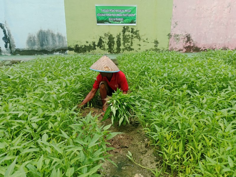 Bukti Nyata Lapas Pekanbaru Terus Produktif dan Konsisten Dukung Program Ketahanan Pangan