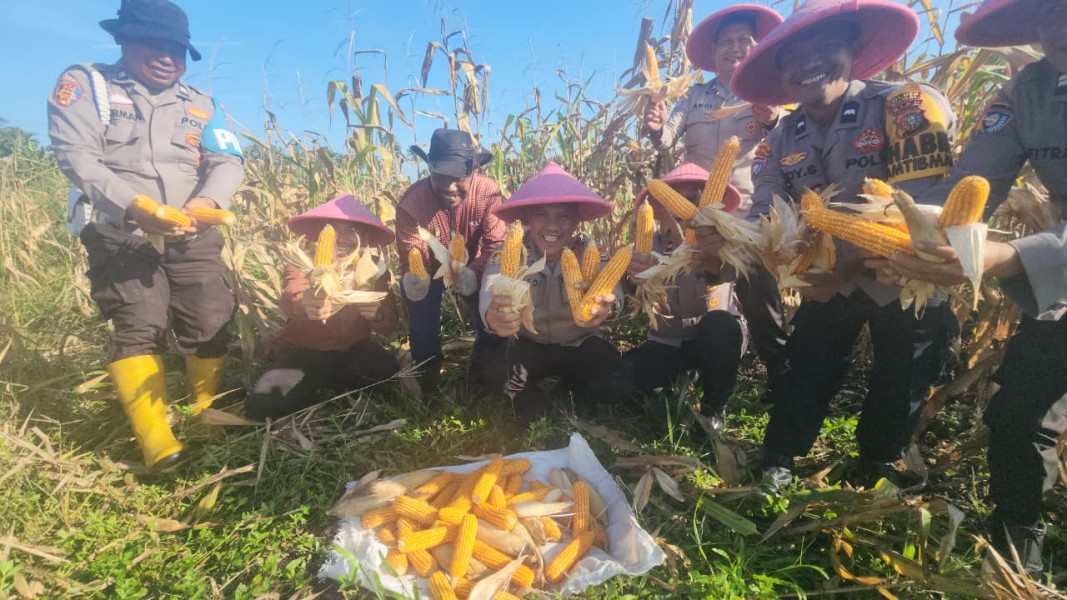 Panen Raya Jagung Pipil Kuartal I 2026, Polsek Dumai Barat Dukung Program Nasional Ketahanan Pangan