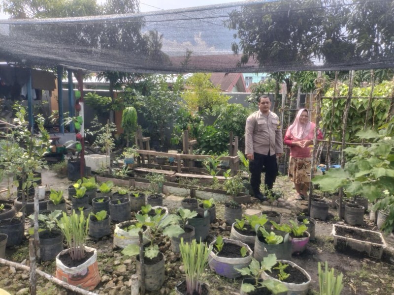 Bripka F.S.Tambunan  Melakukan Pengecekan  Kondisi Pertumbuhan Tanaman Kale