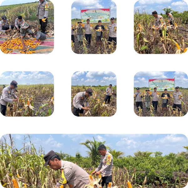 Kapolsek Sungai Sembilan Yang di Wakili  Aipda Dedi Tiawarman Melaksanakan Panen Jagung Pipil Dalam Rangka Mendukung Program Nasional.