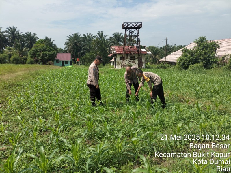 Kanit Binmas Polsek Bukit Kapur IPTU Satam Melakukan Pengecekan Perkembangan Tanaman Jagung
