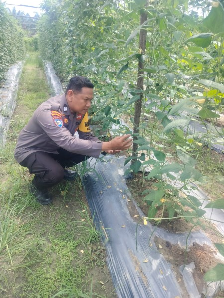 Bhabinkantipmas  Aiptu Asyari  Turun Bersama  Petani Melakukan  Pengecekan Pekarangan Pangan Bergizi.